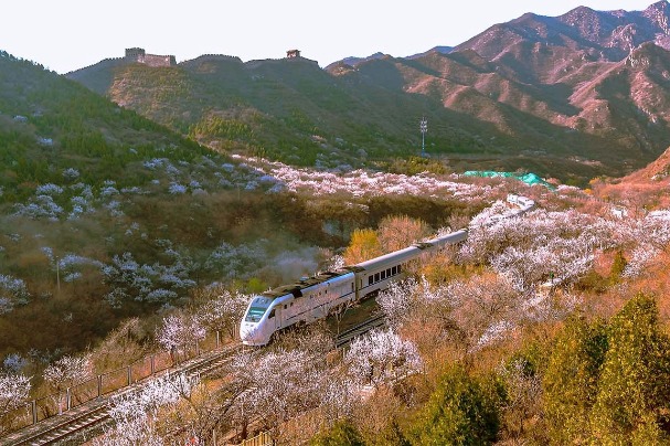 Train passes through a sea of flowers in Beijing