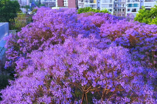 Video: Wander in Kunming’s purple paradise created by Jacaranda in bloom
