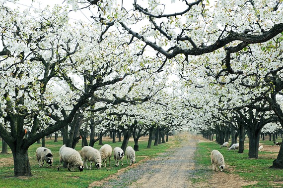 White pear blossoms abound in Dangshan county