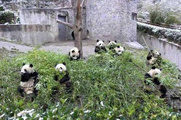 Sichuan Giant Panda Sanctuaries - Wolong, Mt Siguniang and Jiajin Mountains