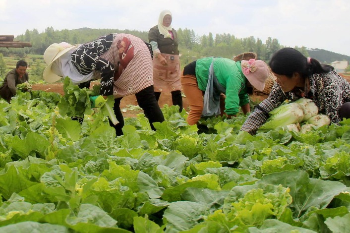 HK farmer's Ningxia cabbages grow in reputation