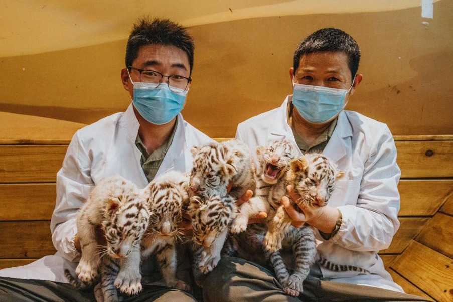 White tiger mother gives birth to 6