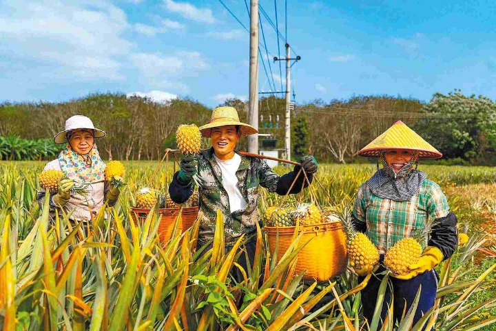 Distinctive pineapple industry proves sweet success for southern city