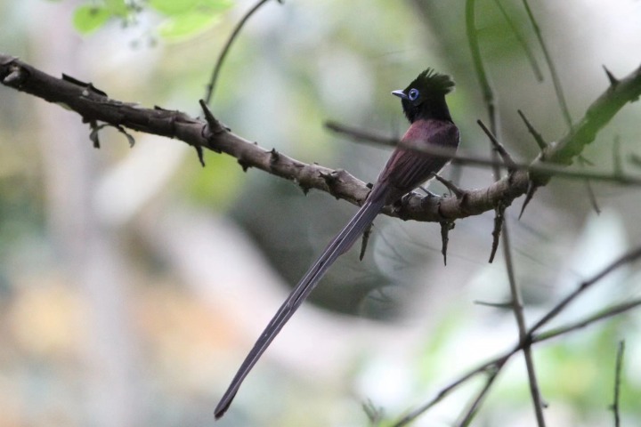 Colorful flycatcher sighted in Xiamen