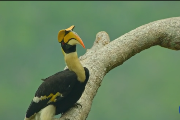 Come to Yunnan to see romancing hornbills