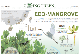 Eco Mangrove