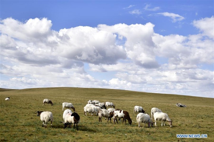 Ecological environment of Qinghai Lake area improves in recent years