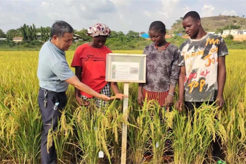 Chinese rice breeding tech boosts agricultural development in Asia, Africa