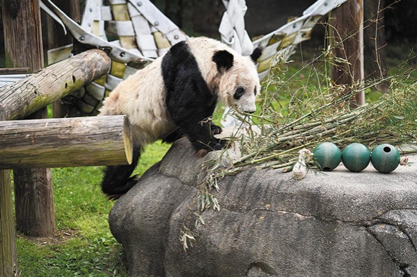 Millions welcome Ya Ya as panda arrives in Shanghai