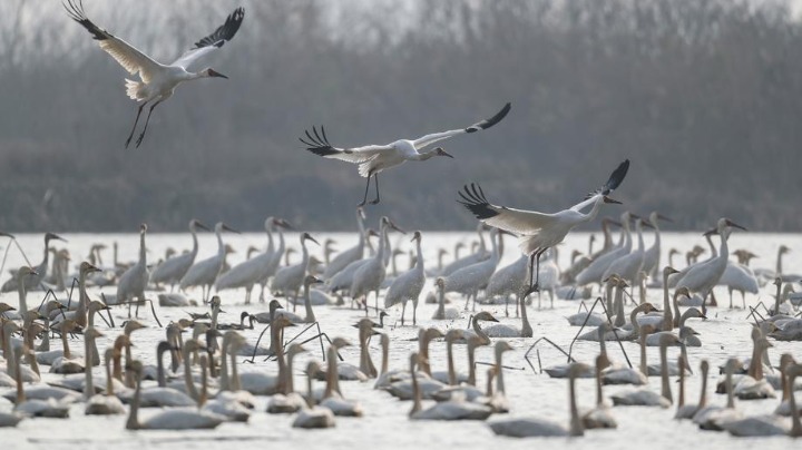 Large group of white cranes stops at Hunan reserve