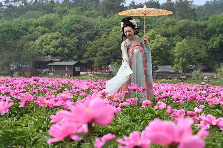 Discover the stunning sea of peonies in Hubei