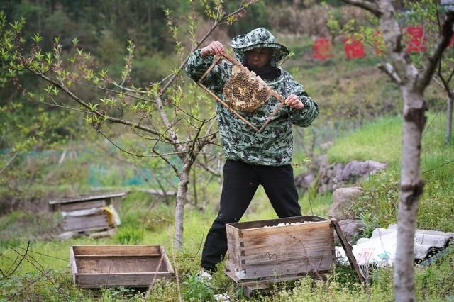 The buzz of bees makes life sweet in Jiangxi village