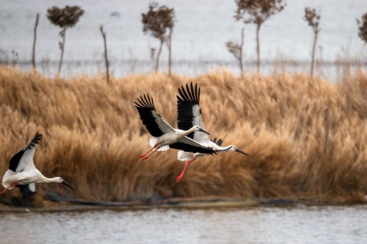 Migrating birds, forests thriving in China's coastal city