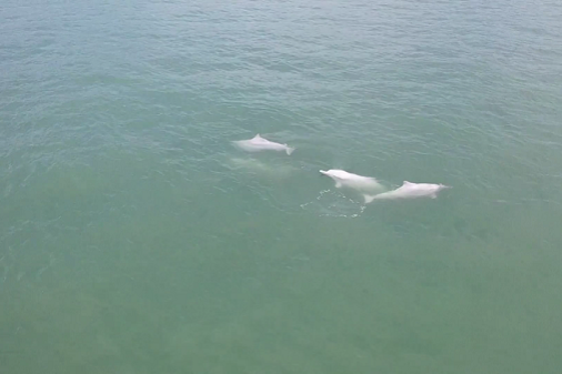 Chinese white dolphins spotted in Fujian