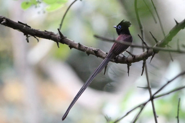 Colorful flycatcher sighted in Xiamen