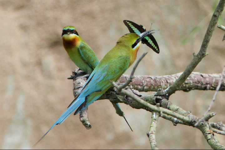 Blue-tailed bee-eaters arrive at nature reserve in Fujian