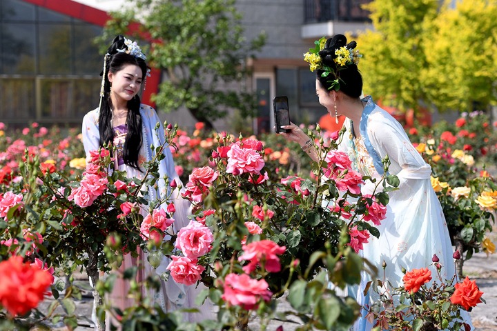 Mesmerizing Chinese rose wonderland in Shandong