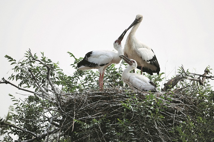 Oriental stork numbers rise at national reserve