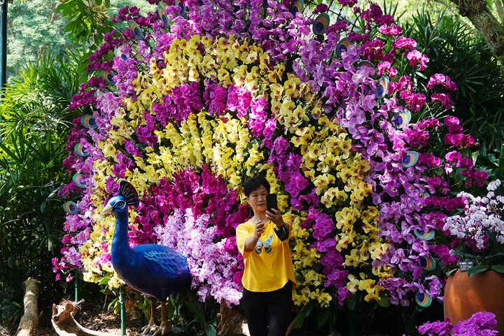 Orchids in full bloom in Guangxi