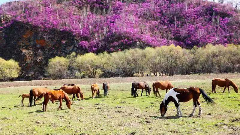 Picturesque grassland brings summer vitality to Hulunbuir