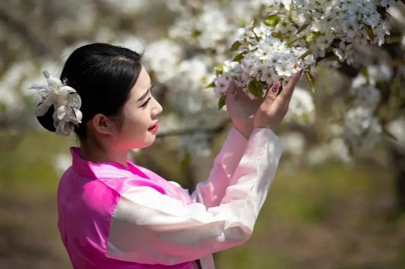 Pear blossoms in full bloom in Yanbian, Jilin province