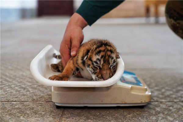 Siberian tiger cubs welcomed to the world