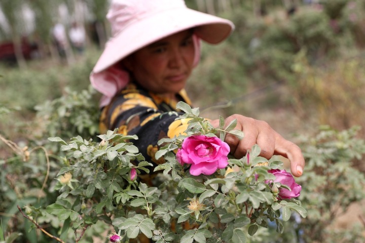 Rose industry boosts economic development