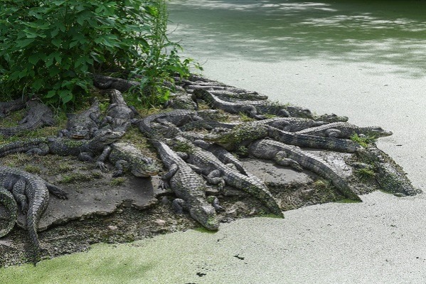 China's largest Yangtze alligator conservation base in Anhui