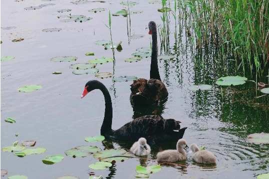 Black swan parents and their adorable cygnets in Yuanmingyuan