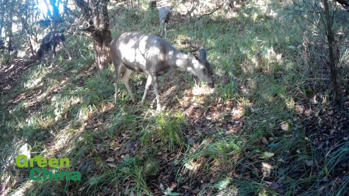 Sambar Deer captured on camera in Yunnan's Daxueshan Reserve