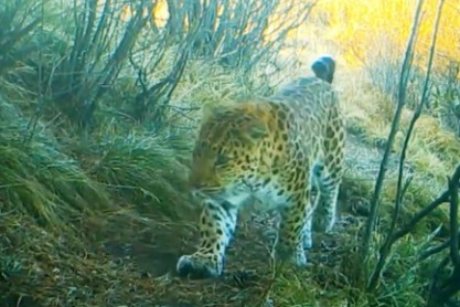 China Focus: Biodiversity conservation efforts bear fruit