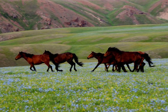 Garden spot in Xinjiang lures visitors