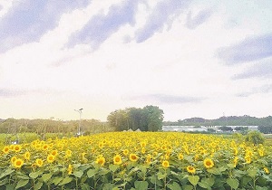 Huangpu's sunflower field draws visitors