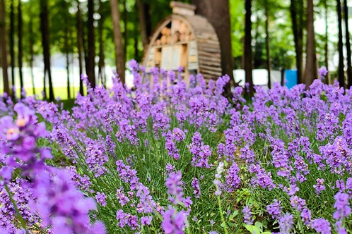 Lavender blooms in Shanghai Century Park