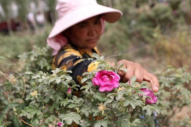 Blossoming roses bring radiant life to Xinjiang residents