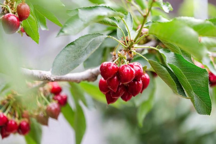 Beijing’s Shunyi district spreads sweet taste of cherries