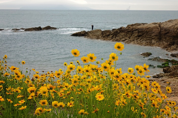 Golden sunflowers adorn the seaside in Qingdao