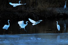 Ecological efforts take flight on Yellow River