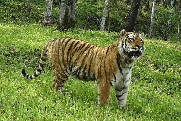 China, Russia explore joint protection of tigers, leopards