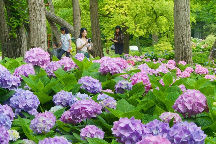 Hydrangeas exhibition kicks off in Shanghai Gongqing Forest Park