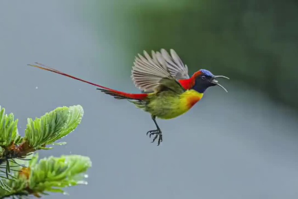 Come to Jiaozi Mountain in Kunming to watch fire-tailed sunbirds