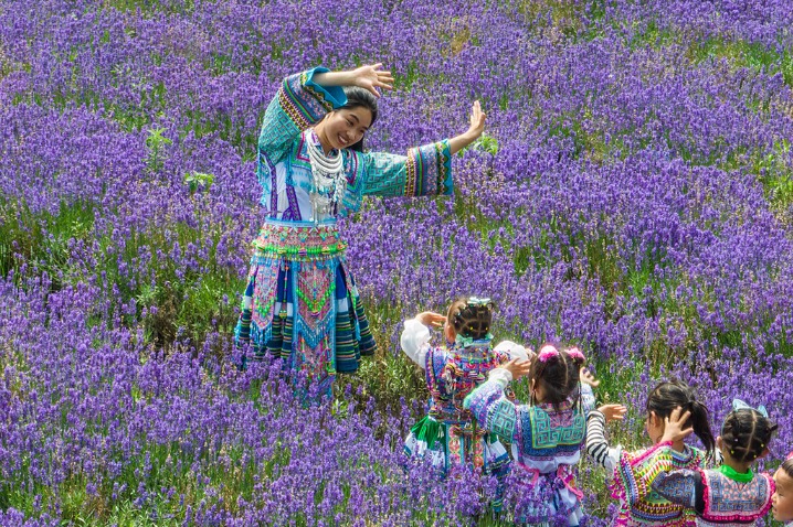 Lavender flowers draw visitors to Guizhou