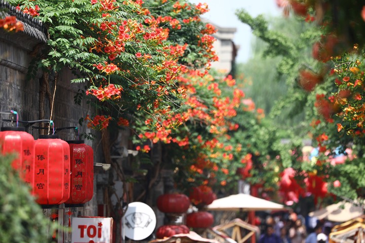 Chinese trumpet vines bloom in Nanjing