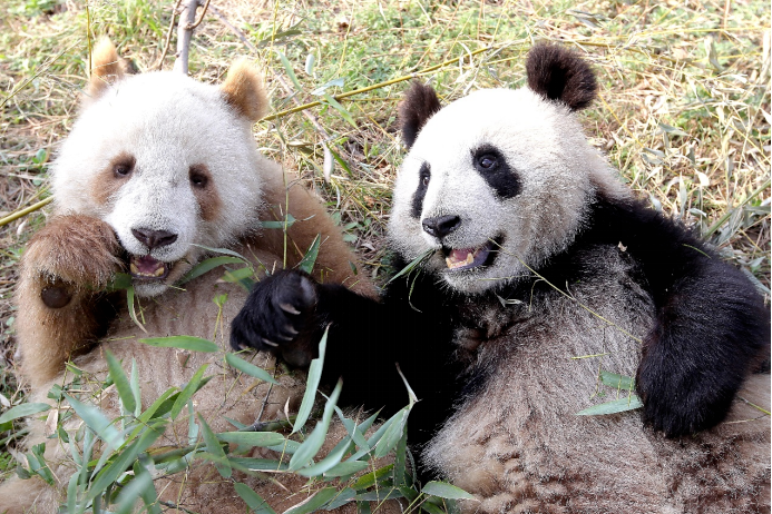China's Biodiversity:  Giant Panda Conservation in Shaanxi's Foping National Nature Reserve