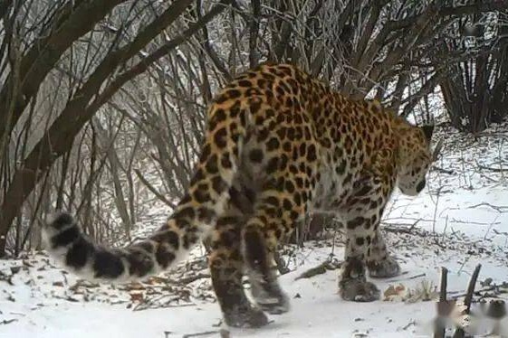 China's Biodiversity: Habitat conservation of the North China Leopard population in Shanxi's Heshun county