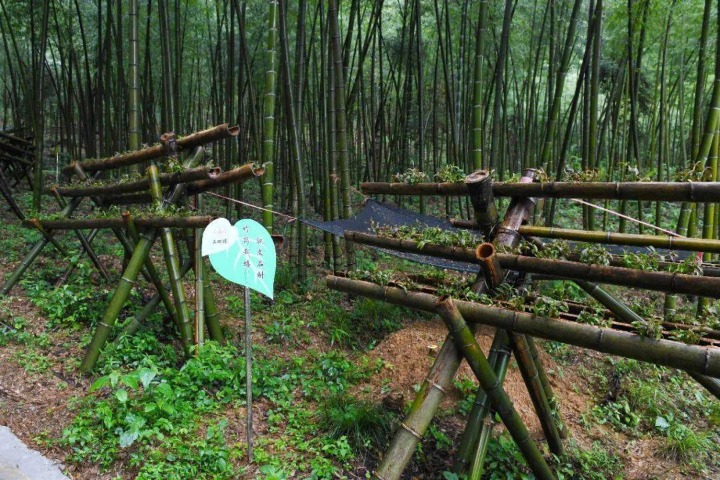 Across China: Booming bamboo business powers China's green growth
