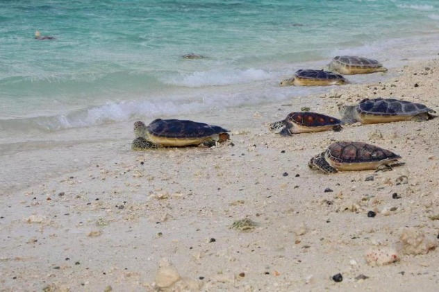 Sea turtles rescued and released in Sansha
