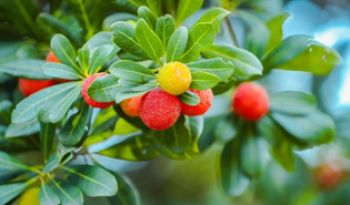 Shushan-grown waxberries to hit market