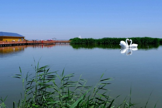 Lake in Inner Mongolia improves, wildlife thrives