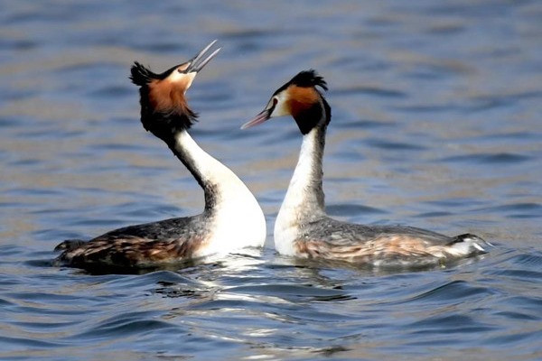 Birds' mating behavior recorded in Jilin province